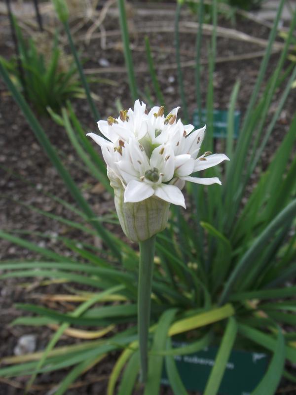 Allium tuberosum 