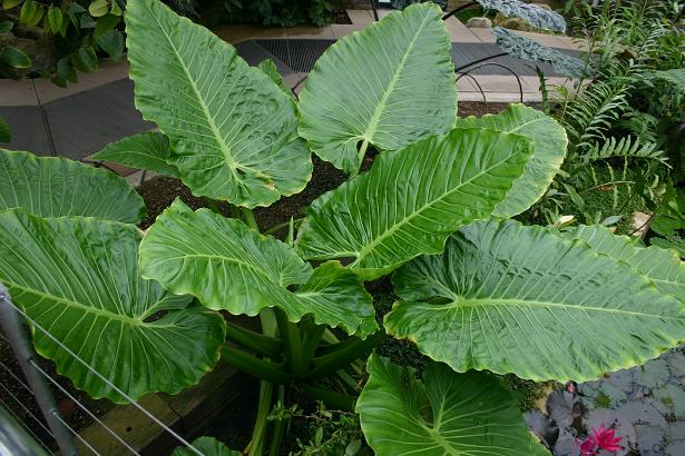 Alocasia brisbanensis 