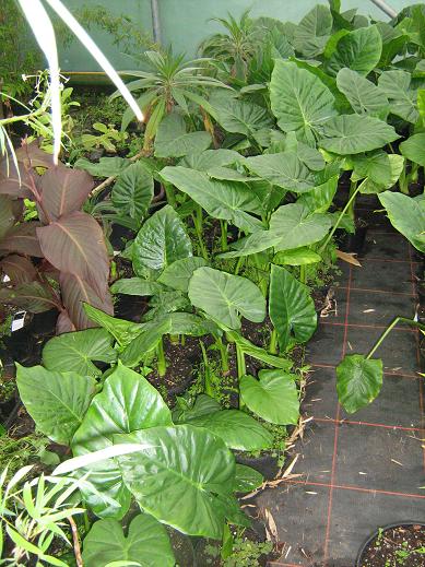 Alocasia 'Calidora' 