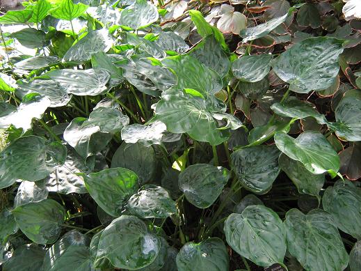 Alocasia cucullata 