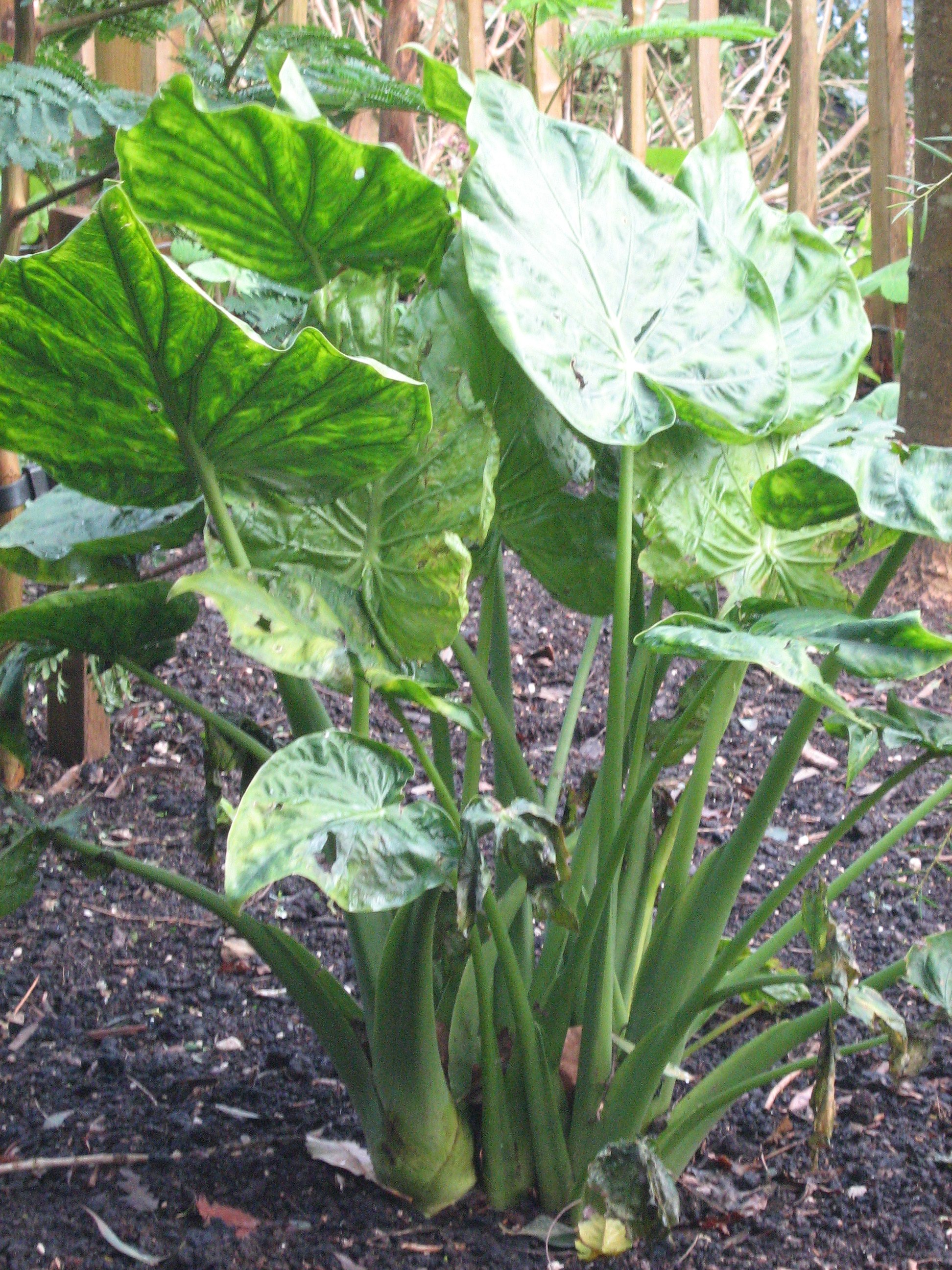 Alocasia cucullata 