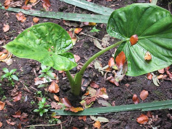 Alocasia cucullata 