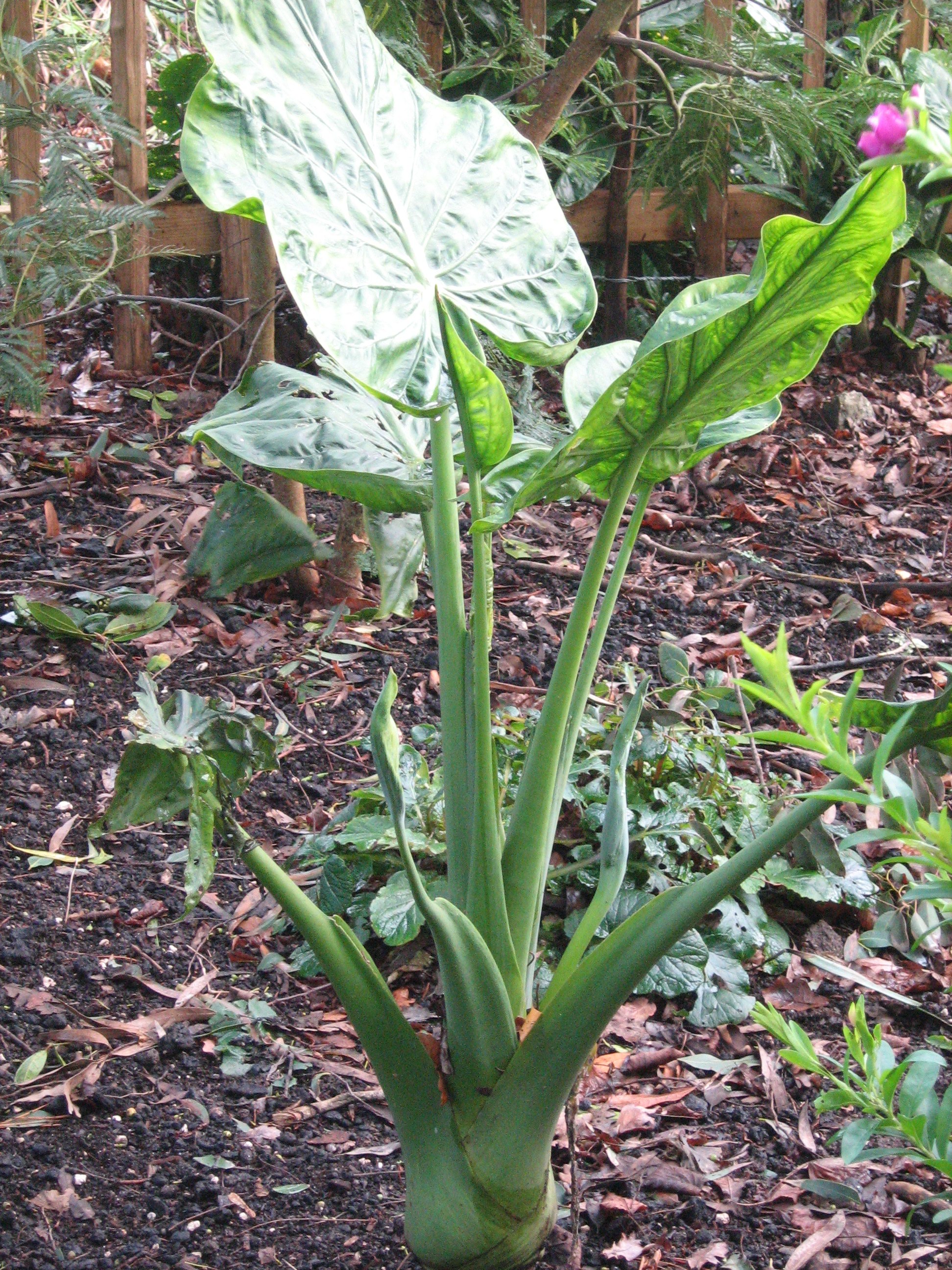 Alocasia cucullata 