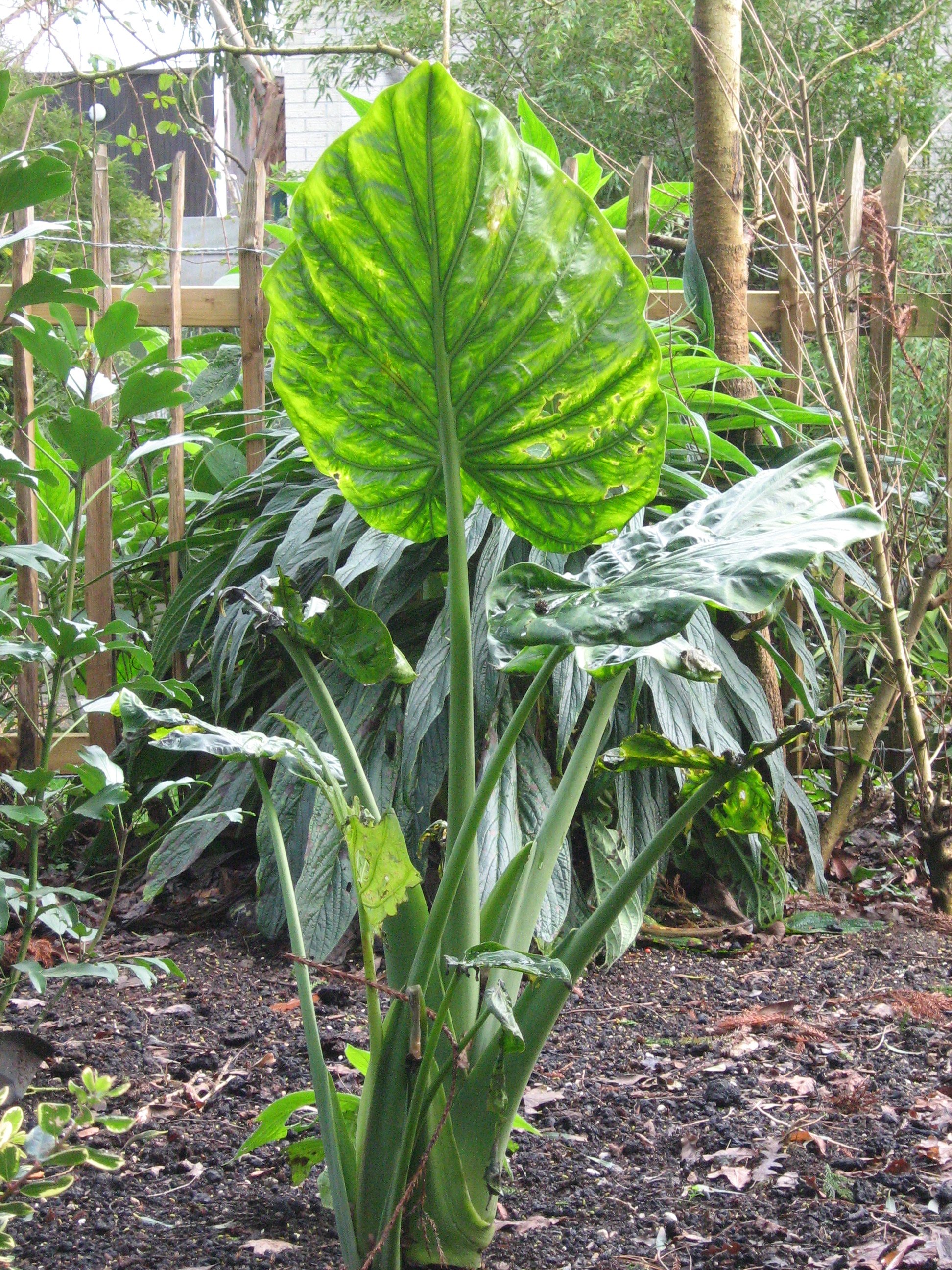 Alocasia cucullata 