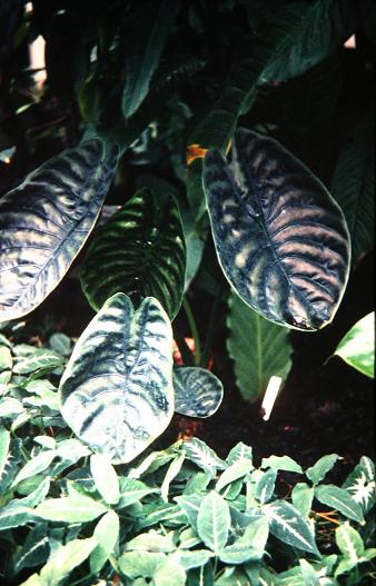 Alocasia cuprea 