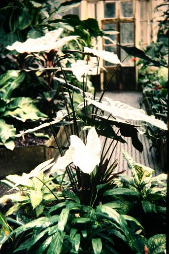 Alocasia hibbertiana 'Silver King' 