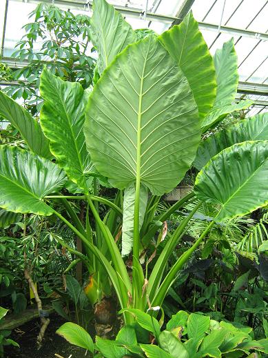 Alocasia macrorhiza 