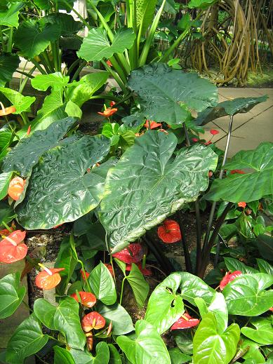 Alocasia macrorhiza 'Rubra' 