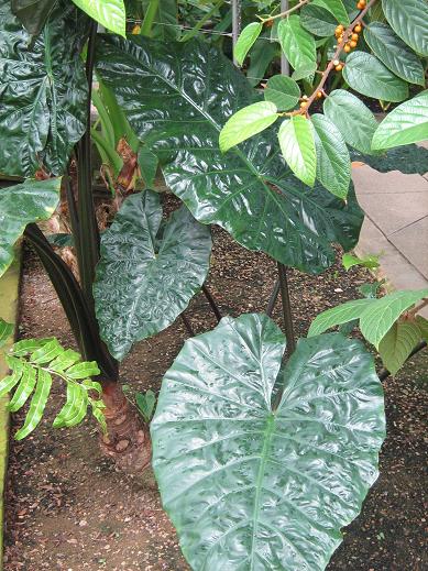 Alocasia macrorhiza 'Rubra' 