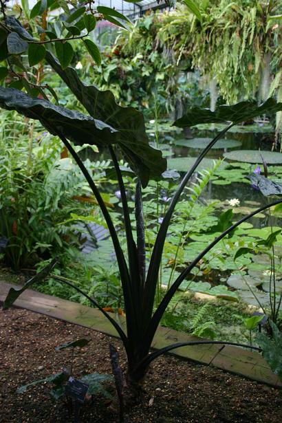 Alocasia macrorhiza 'Rubra' 