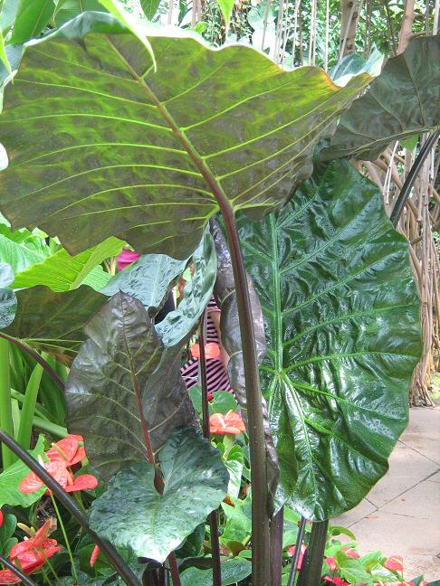 Alocasia macrorhiza 'Rubra' 