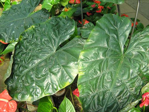 Alocasia macrorhiza 'Rubra' 