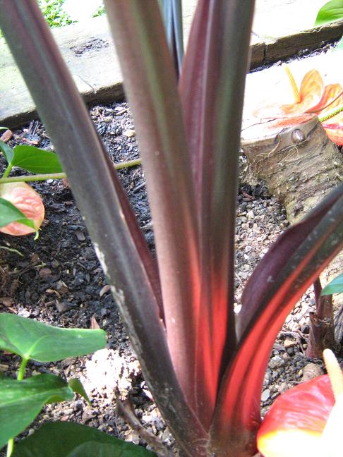 Alocasia macrorhiza 'Rubra' 