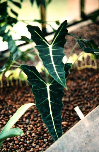 Alocasia mitchelliana 