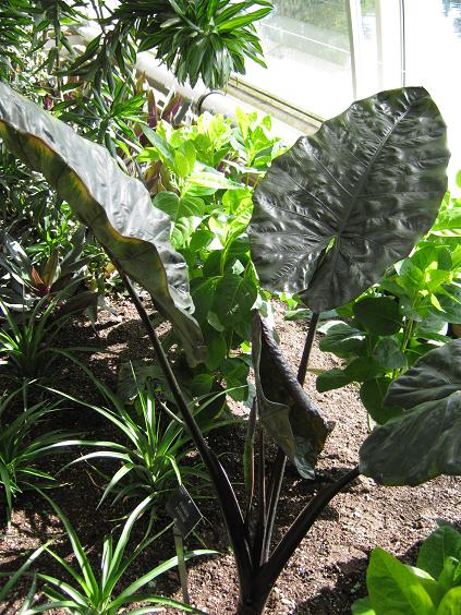 Alocasia plumbea 