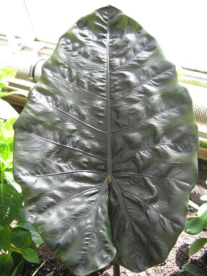 Alocasia plumbea 