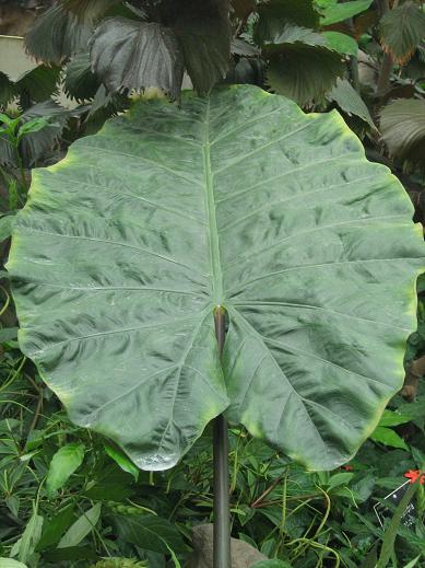 Alocasia plumbea 