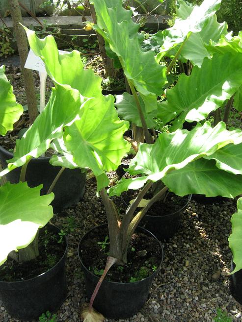 Alocasia 'Portodora' 