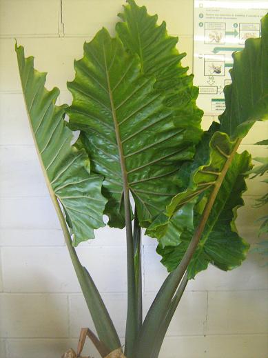 Alocasia 'Portodora' 