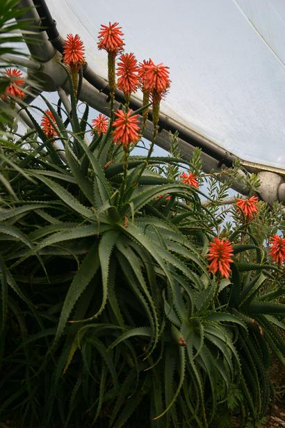 Aloe arborescens 