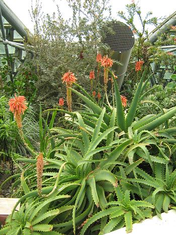 Aloe arborescens 