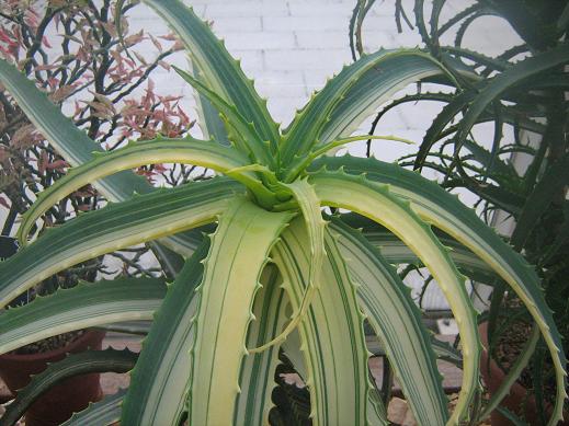 Aloe arborescens 'Variegata' 