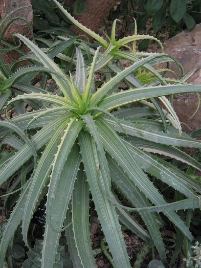 Aloe arborescens 'Variegata' 