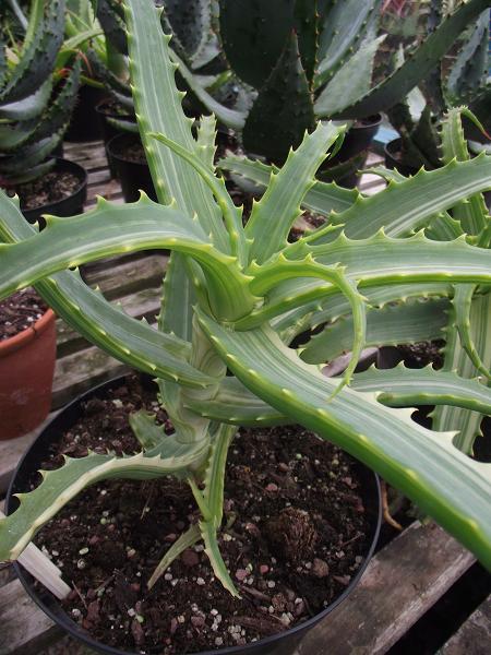 Aloe arborescens 'Variegata' 