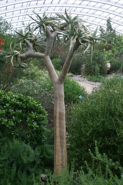 Aloe dichotoma 