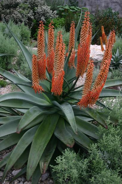 Aloe ferox 