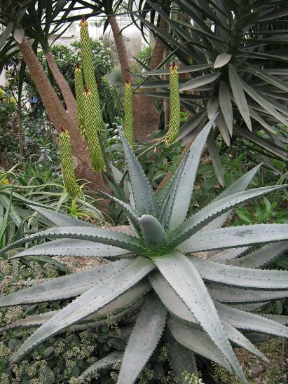 Aloe ferox 