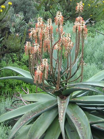 Aloe ferox 