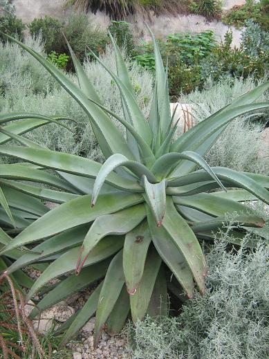 Aloe ferox 