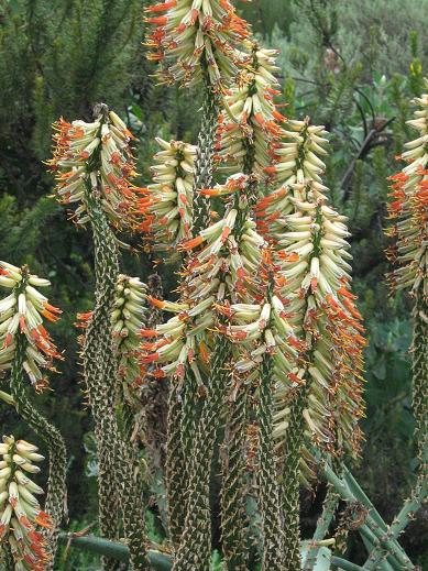 Aloe ferox 