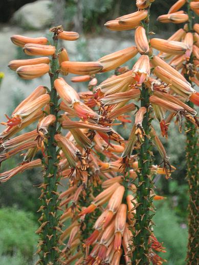 Aloe ferox 