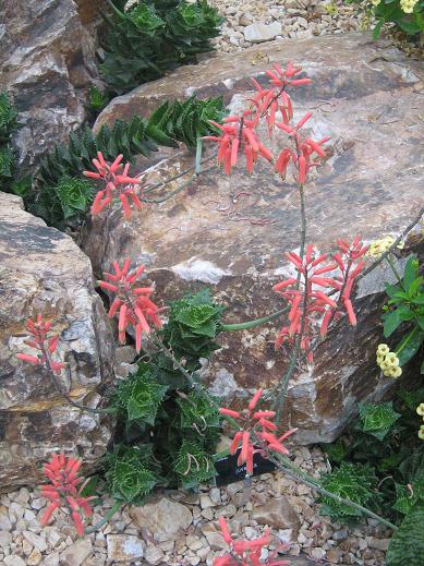 Aloe juvenna 