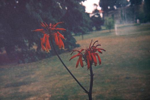 Aloe macrocarpa 