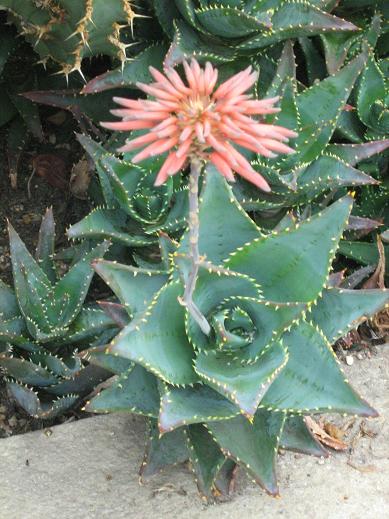 Aloe mitriformis 