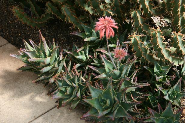 Aloe mitriformis 