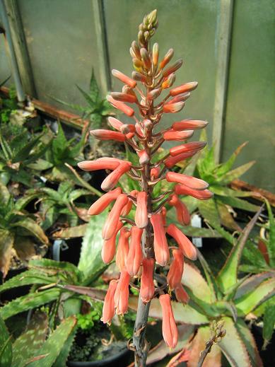 Aloe mutabilis 