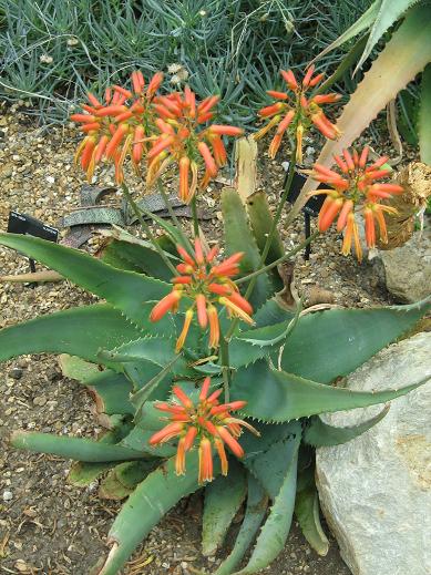 Aloe ngongensis 