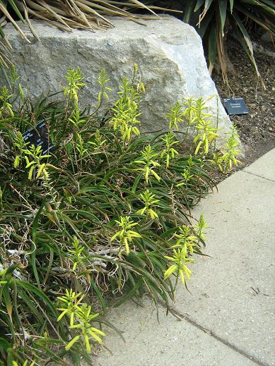 Aloe pendens 