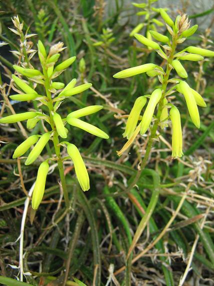 Aloe pendens 