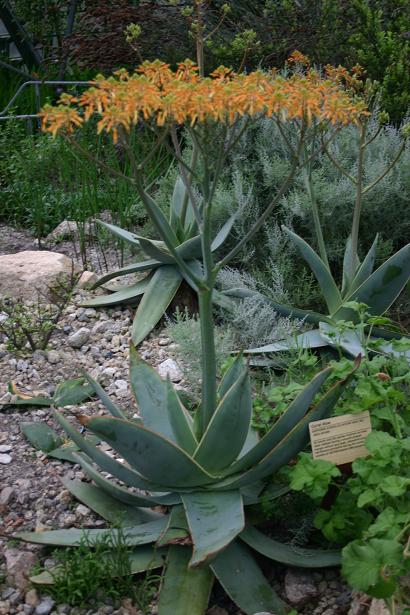 Aloe striata 