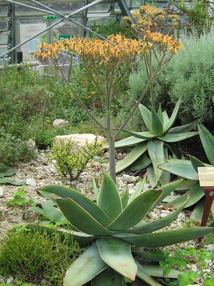 Aloe striata 