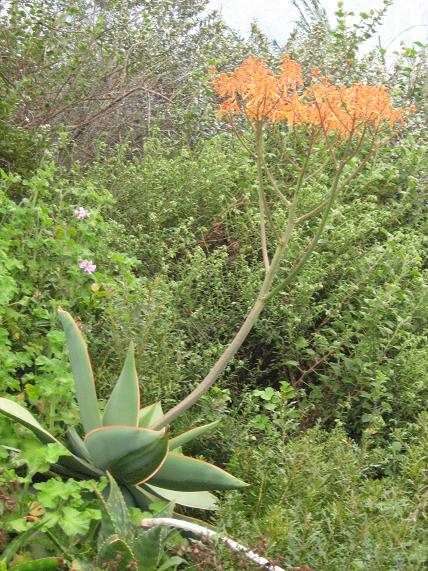 Aloe striata 