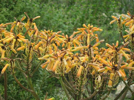 Aloe striata 