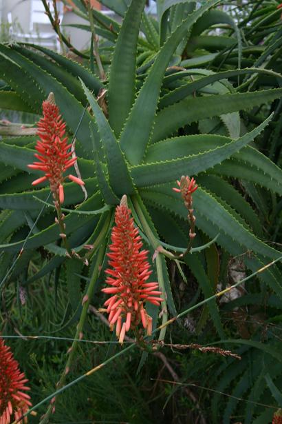 Aloe torrorana 