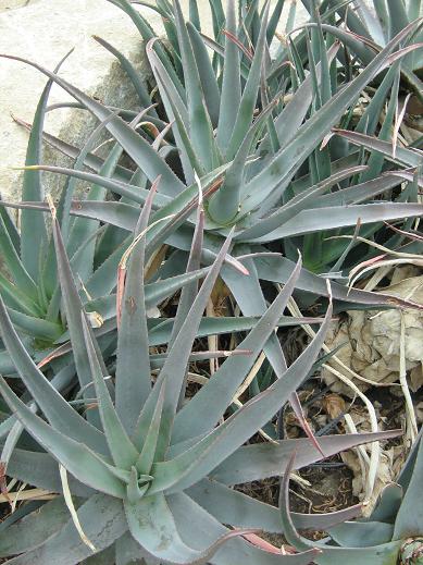 Aloe vacillans 