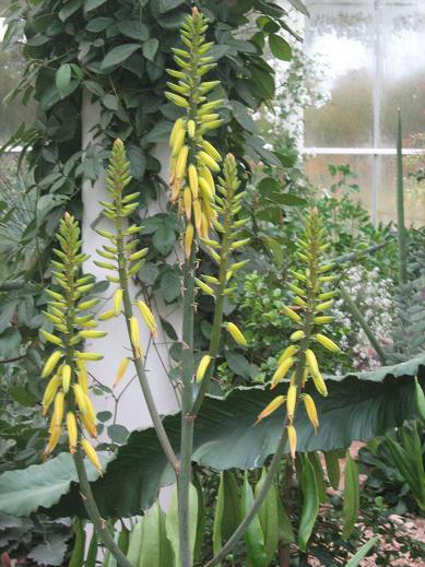 Aloe vera 